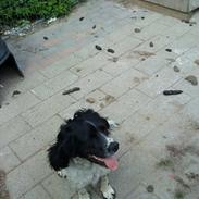 Engelsk springer spaniel coco