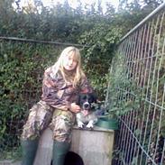 Engelsk springer spaniel coco