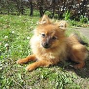 Pomeranian Asti