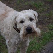Irish softcoated wheaten terrier Charlie