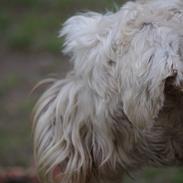 Irish softcoated wheaten terrier Charlie