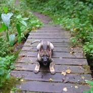 Schæferhund smedebakkens galina