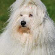 Coton de tulear Jegums Princess Becca