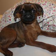 Griffon petit brabancon Leo