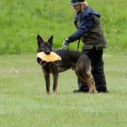 Schæferhund Smedebakkens Falco