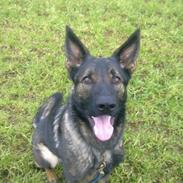 Schæferhund Smedebakkens Falco