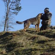 Schæferhund Smedebakkens Falco