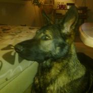 Schæferhund Smedebakkens Falco