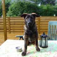 Schæferhund Smedebakkens Falco