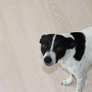 Dansk svensk gaardhund valdemar jørgnsen 