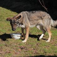 Schæferhund Balto