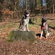 Schæferhund Balto