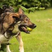 Schæferhund Balto