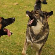 Schæferhund Balto