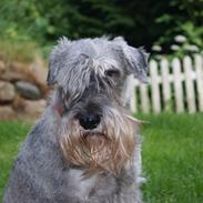 Mellemschnauzer Four Legs Danish Delight