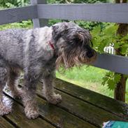 Mellemschnauzer Four Legs Danish Delight