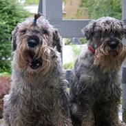 Mellemschnauzer Four Legs Danish Delight