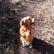 Golden retriever Hektor