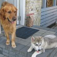 Golden retriever Hektor