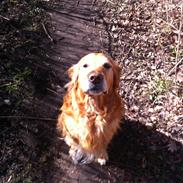 Golden retriever Hektor