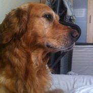 Golden retriever Hektor