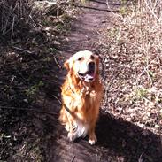 Golden retriever Hektor