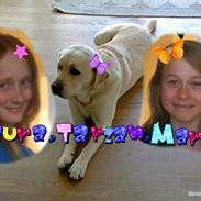 Labrador retriever Creme-Fraice  Cameroon (Tarzan)