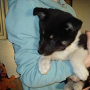 Alaskan husky Tiki