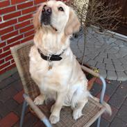 Golden retriever Beauty