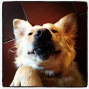 Golden retriever Beauty