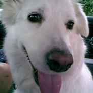 Blanding af racer Dina