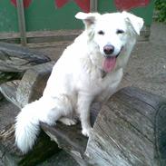 Blanding af racer Dina