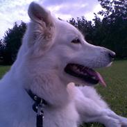 Blanding af racer Dina