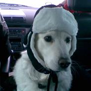 Blanding af racer Dina