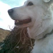 Blanding af racer Dina