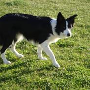 Border collie Daisy