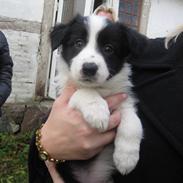 Border collie Daisy