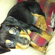 Blanding af racer Gaia