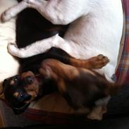 Blanding af racer Gaia