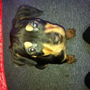 Blanding af racer Gaia