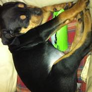 Blanding af racer Gaia