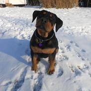 Blanding af racer Gaia