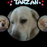 Labrador retriever Creme-Fraice  Cameroon (Tarzan)
