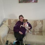 Dansk svensk gaardhund rikke