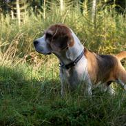 Beagle Barney