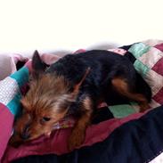 Blanding af racer Rajah