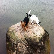 Blanding af racer Rajah