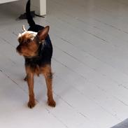 Blanding af racer Rajah