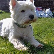 West highland white terrier Sille<3!