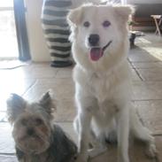 Yorkshire terrier Sio Fück Skod